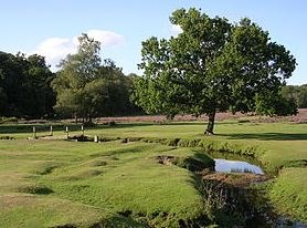 New Forest landscape