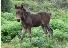 New Forest pony